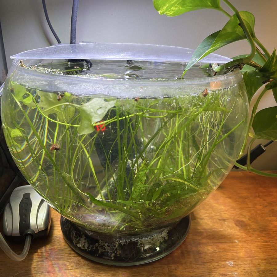 3 gallon bowl with plants and snails + filter and heater