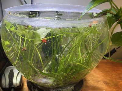 3 gallon bowl with plants and snails + filter and heater