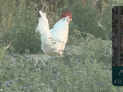 Free rooster