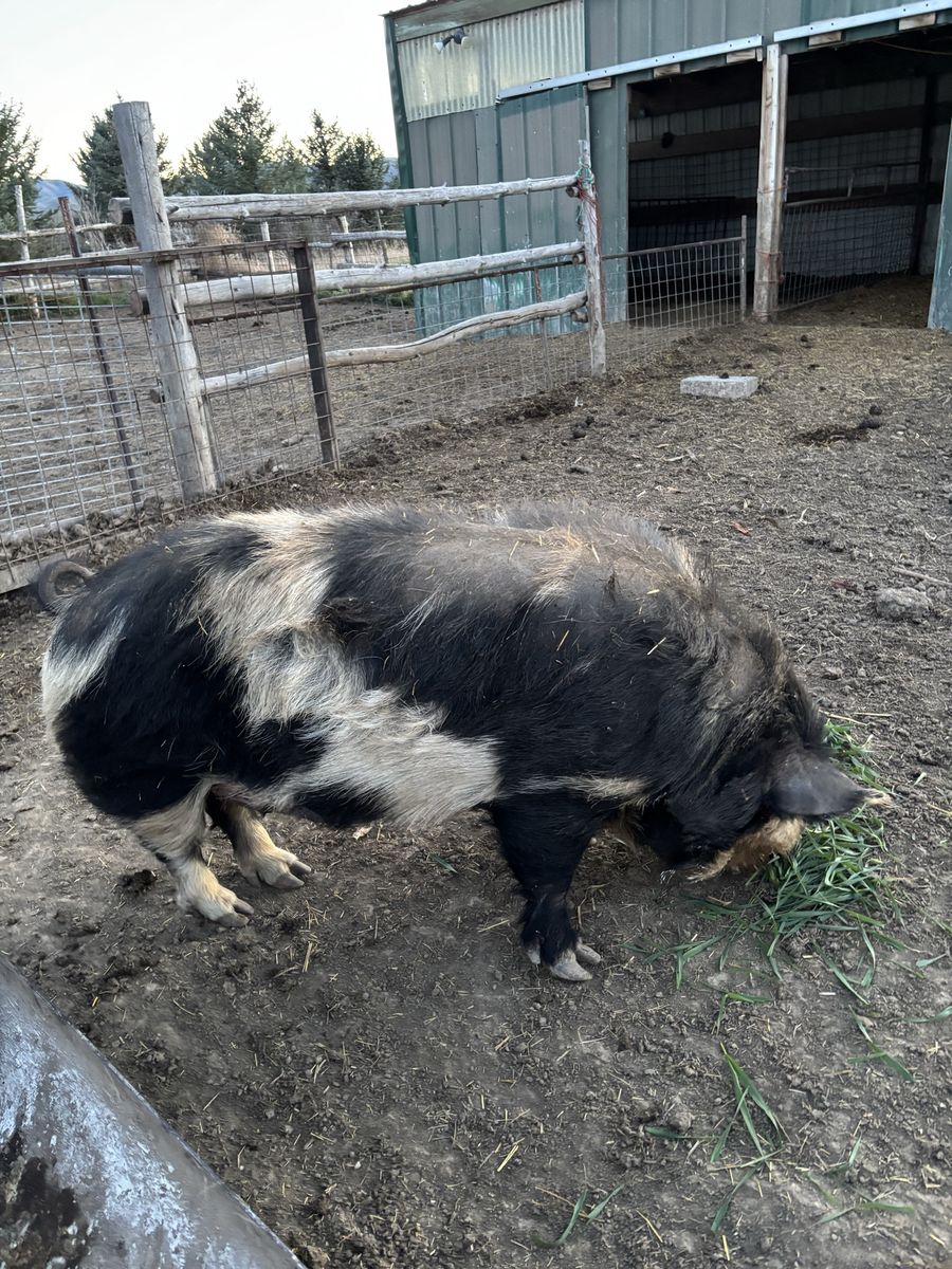 Registered Idaho Pasture Boar