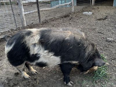 Registered Idaho Pasture Boar