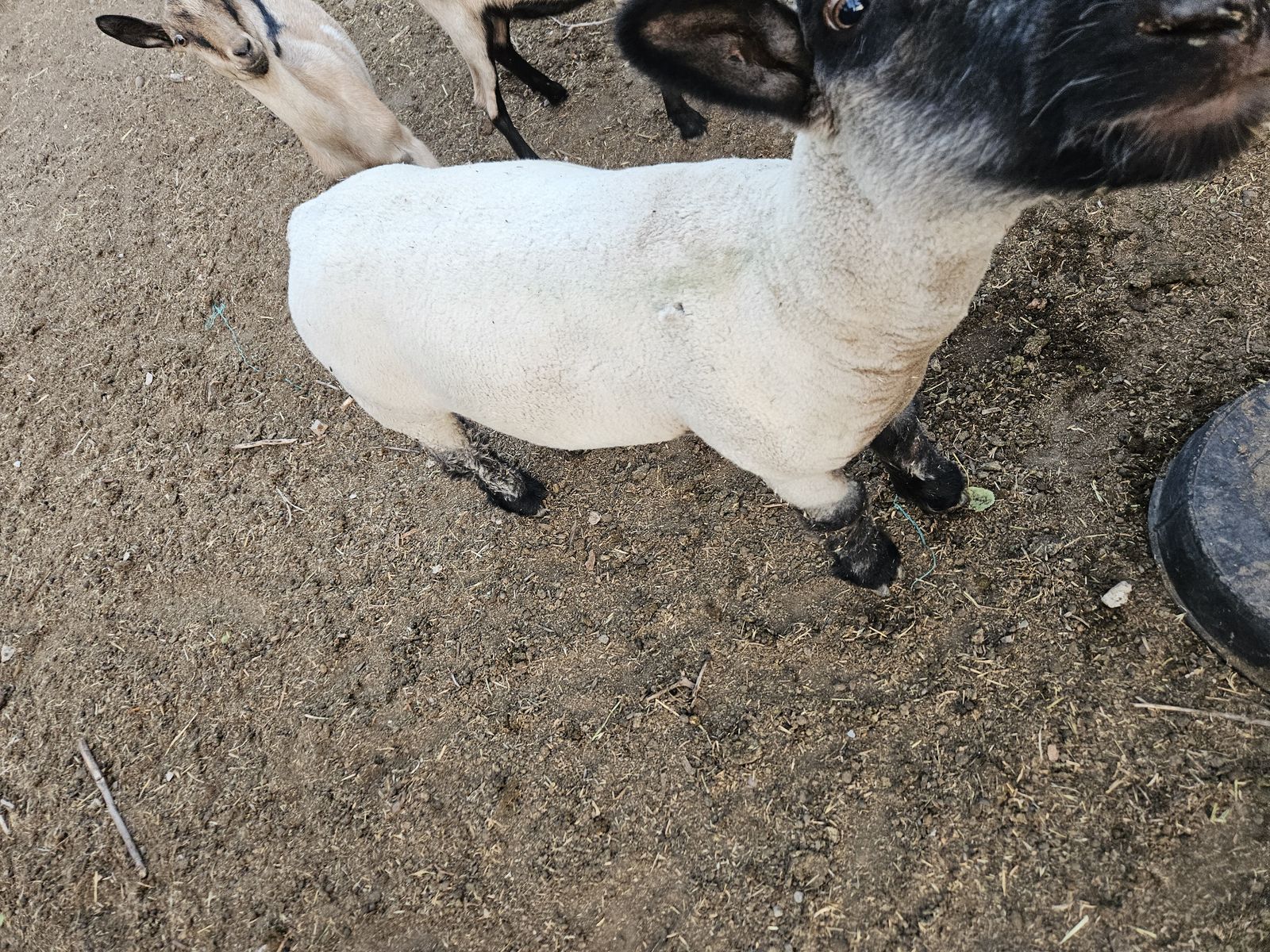 Dwarf sheep