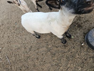 Dwarf sheep