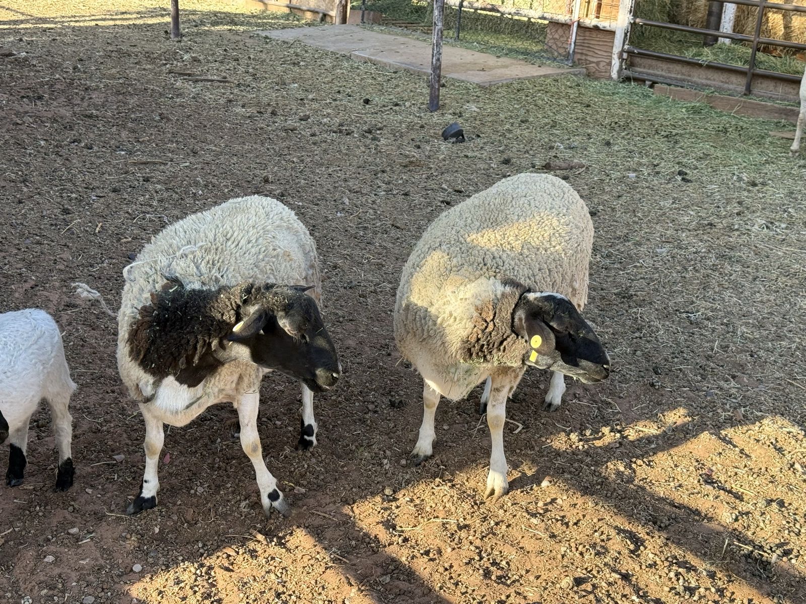 Black Face Dorper Ewes