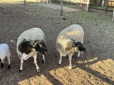 Black Face Dorper Ewes