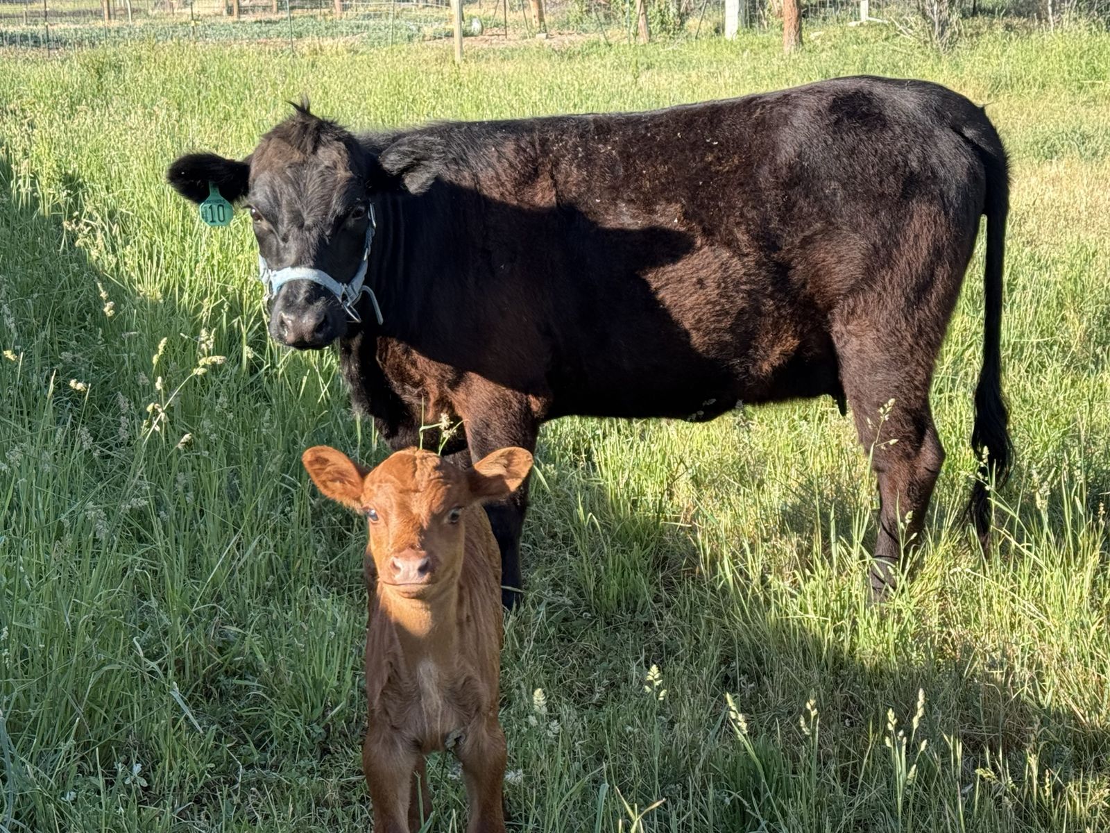 Dexter Cow Calf pair