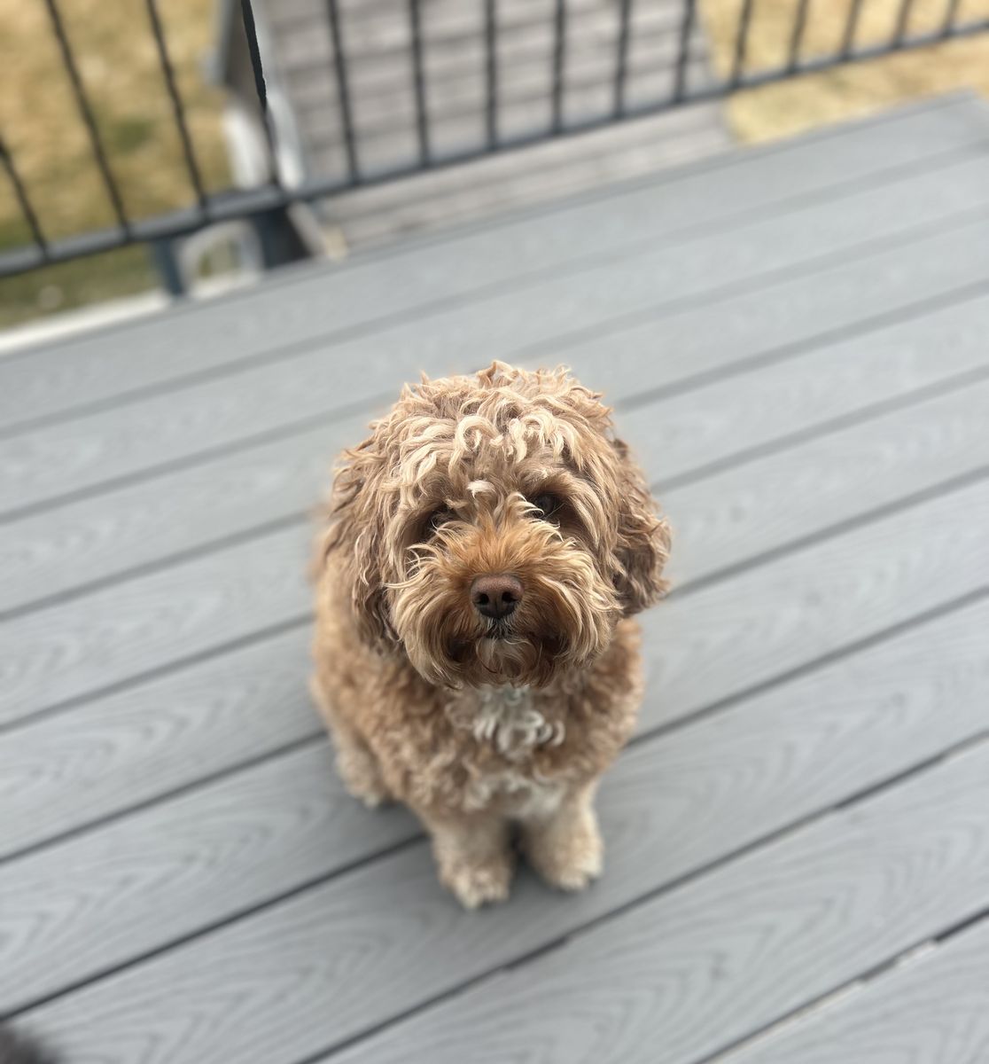 Cavapoo For Sale