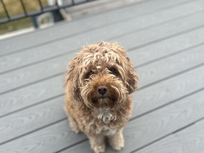 Cavapoo For Sale