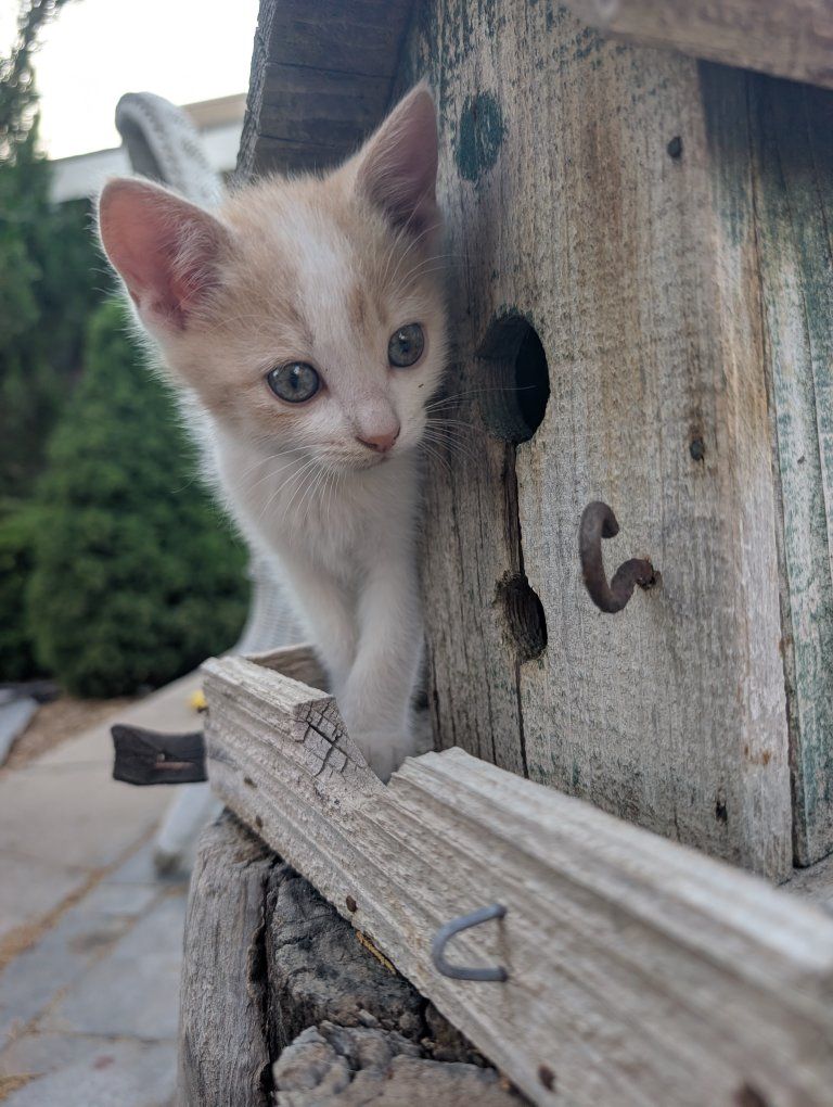 Adorable Farm Kitten