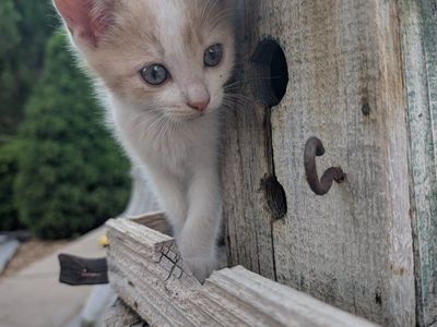 Adorable Farm Kitten