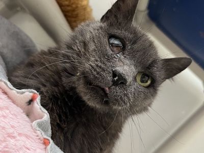 Hello my name is Ermine