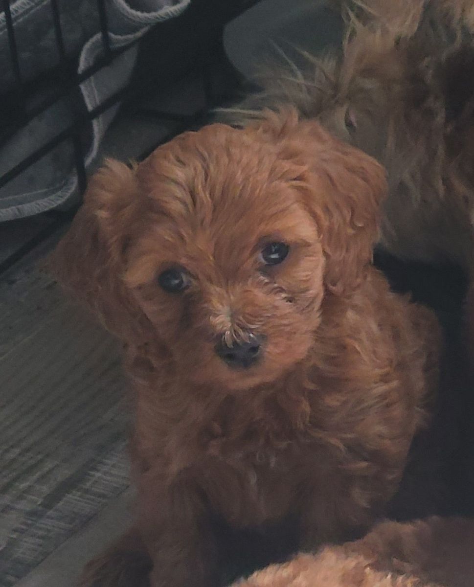 Female Toy Goldendoodle-estimated to be 10 lbs.