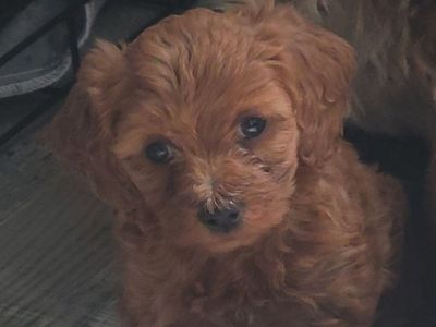 Female Toy Goldendoodle-estimated to be 10 lbs.