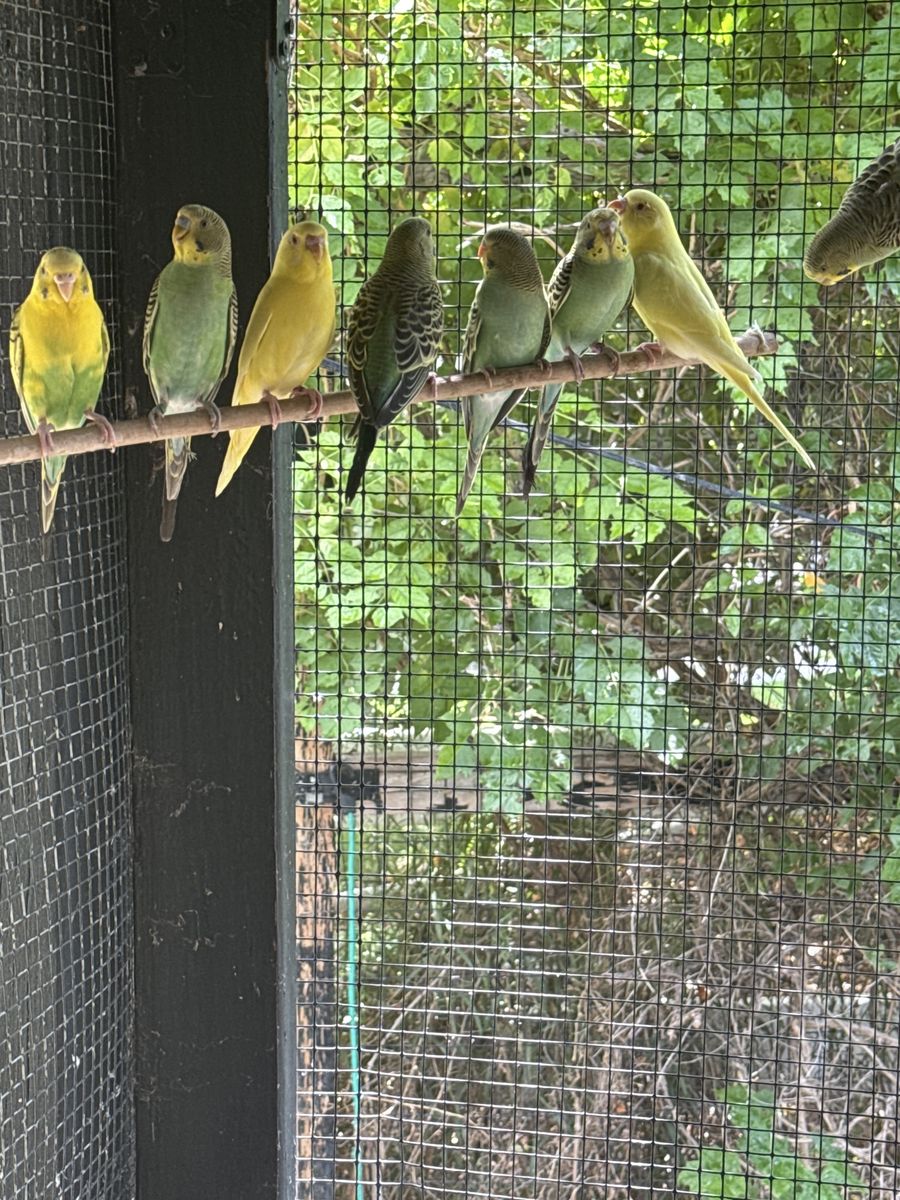 Parakeet’s