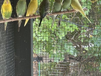 Parakeet’s