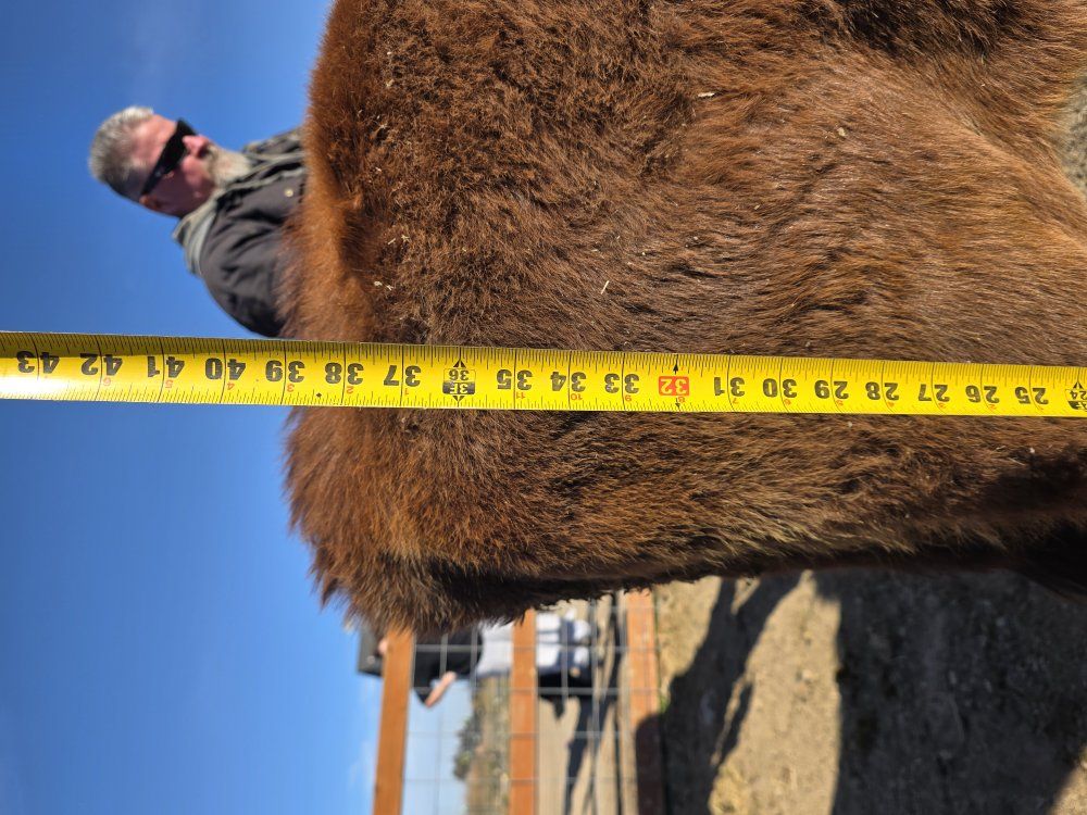 Mini Jersey A2/A2 yearling bull