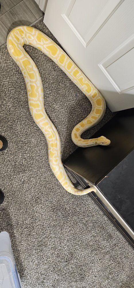 RTB Albino het pied Burmese