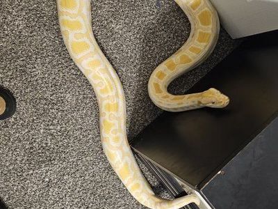 RTB Albino het pied Burmese