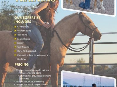 Horse Training