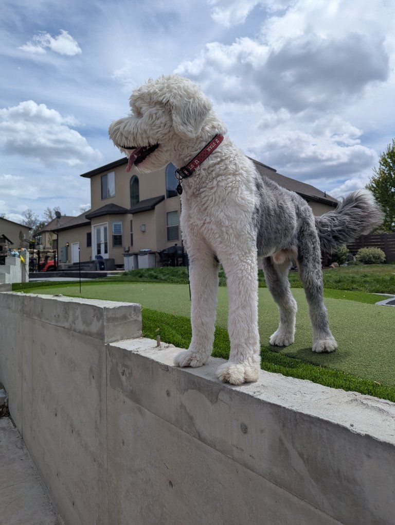 Old English Sheepdog (11 months old)