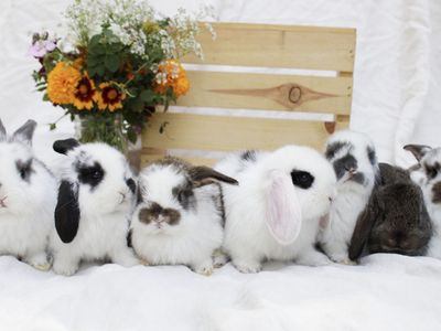 Mini Lop babies! Going FAST! Pedigreed rabbits for sale