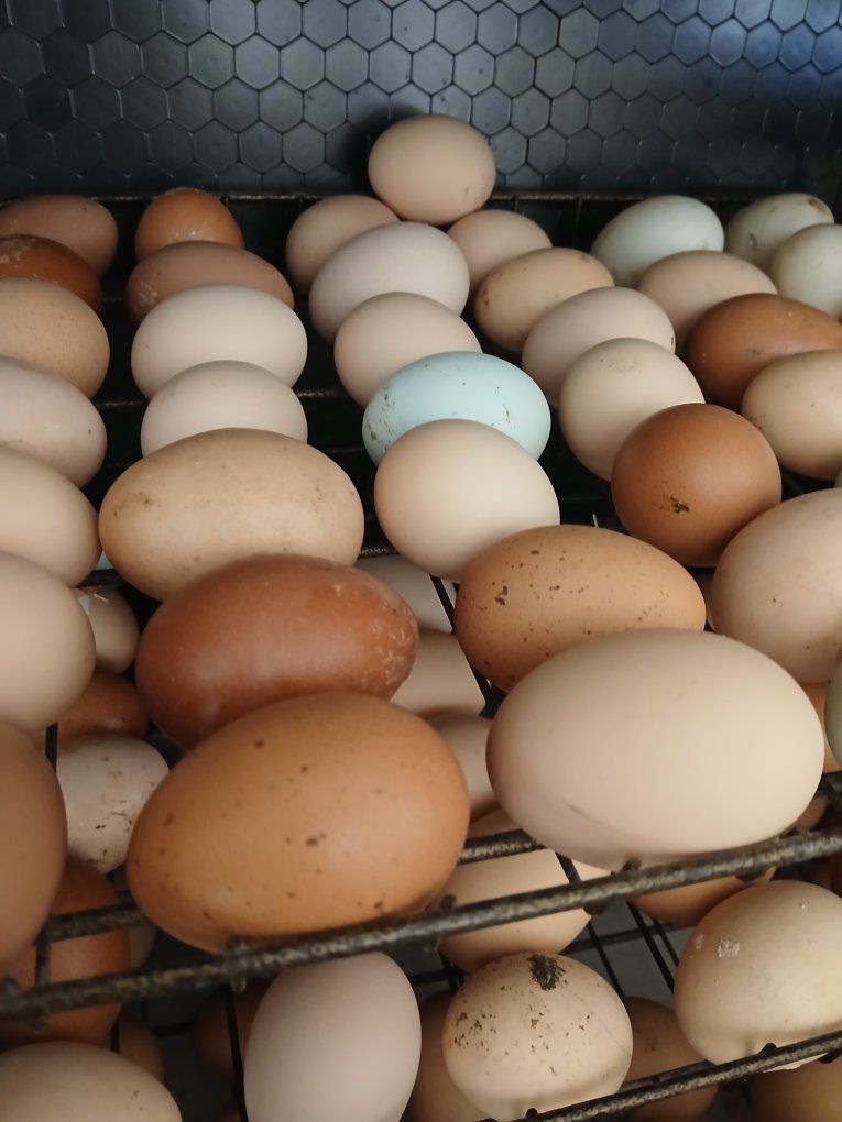 Free Range Chicken Eggs $3.50 doz