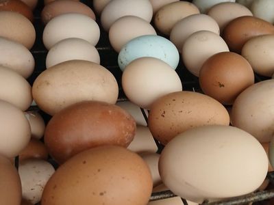 Free Range Chicken Eggs $3.50 doz