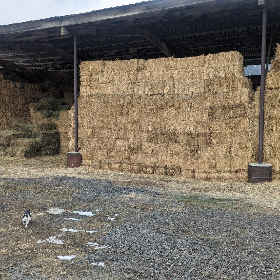 Alfalfa and 3Grain Mix