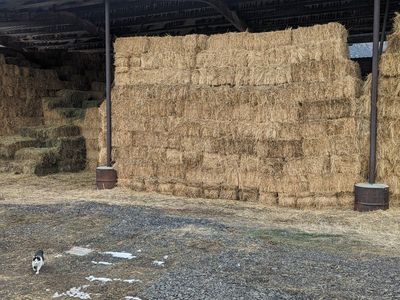 Alfalfa and 3Grain Mix