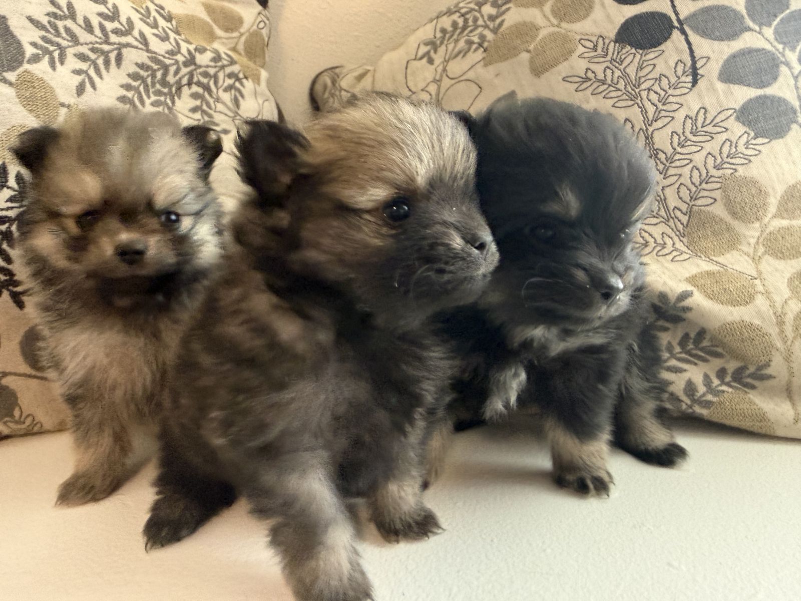 Teacup Pomeranians