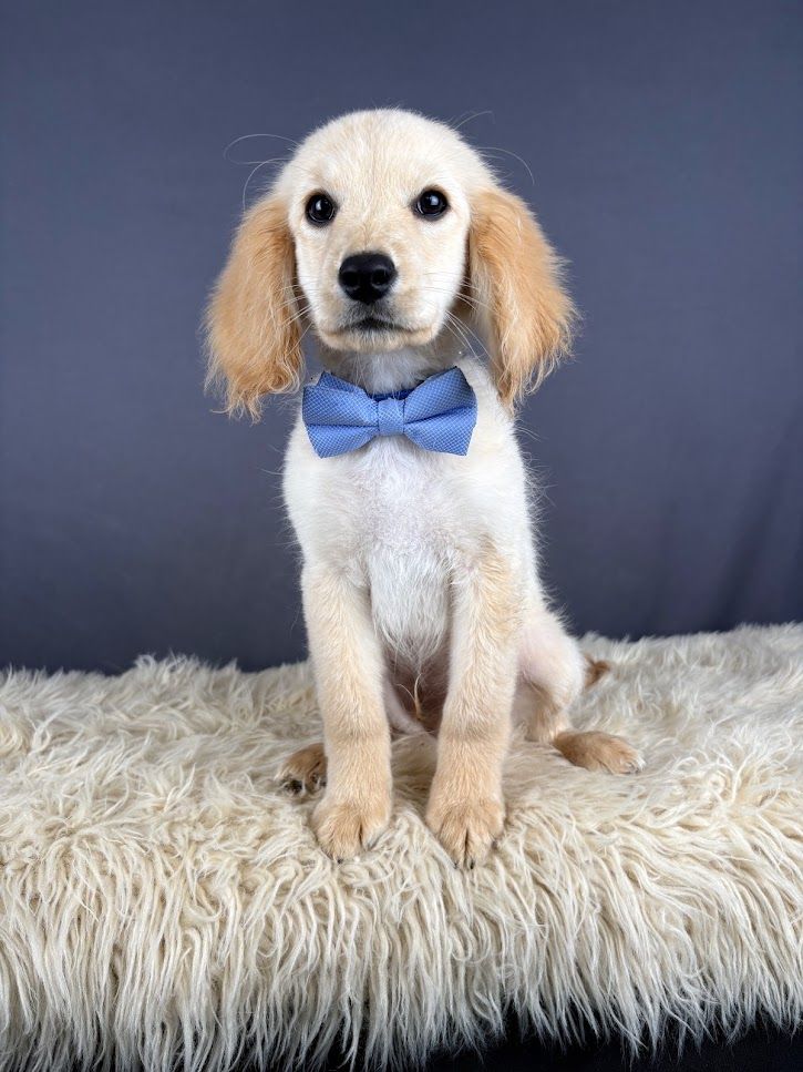 Mr Smee - Mini Golden Cocker Retriever Puppy (Male)