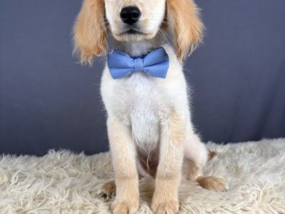 Mr Smee - Mini Golden Cocker Retriever Puppy (Male)