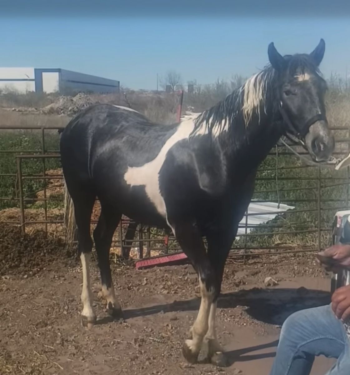 1 And 6 Months Year Old Paint Mare
