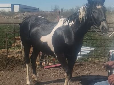 1 And 6 Months Year Old Paint Mare