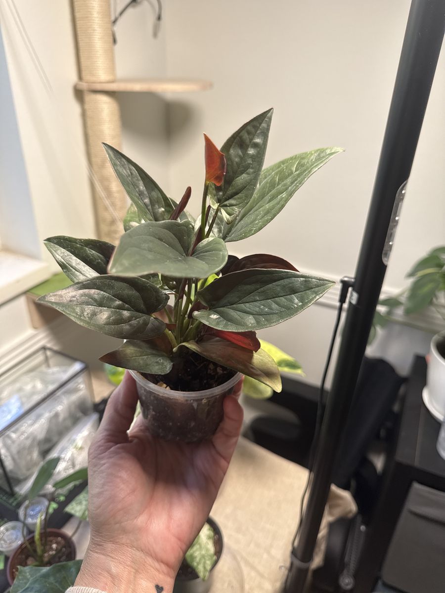 Syngonium Red Arrow