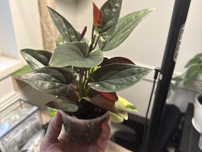 Syngonium Red Arrow