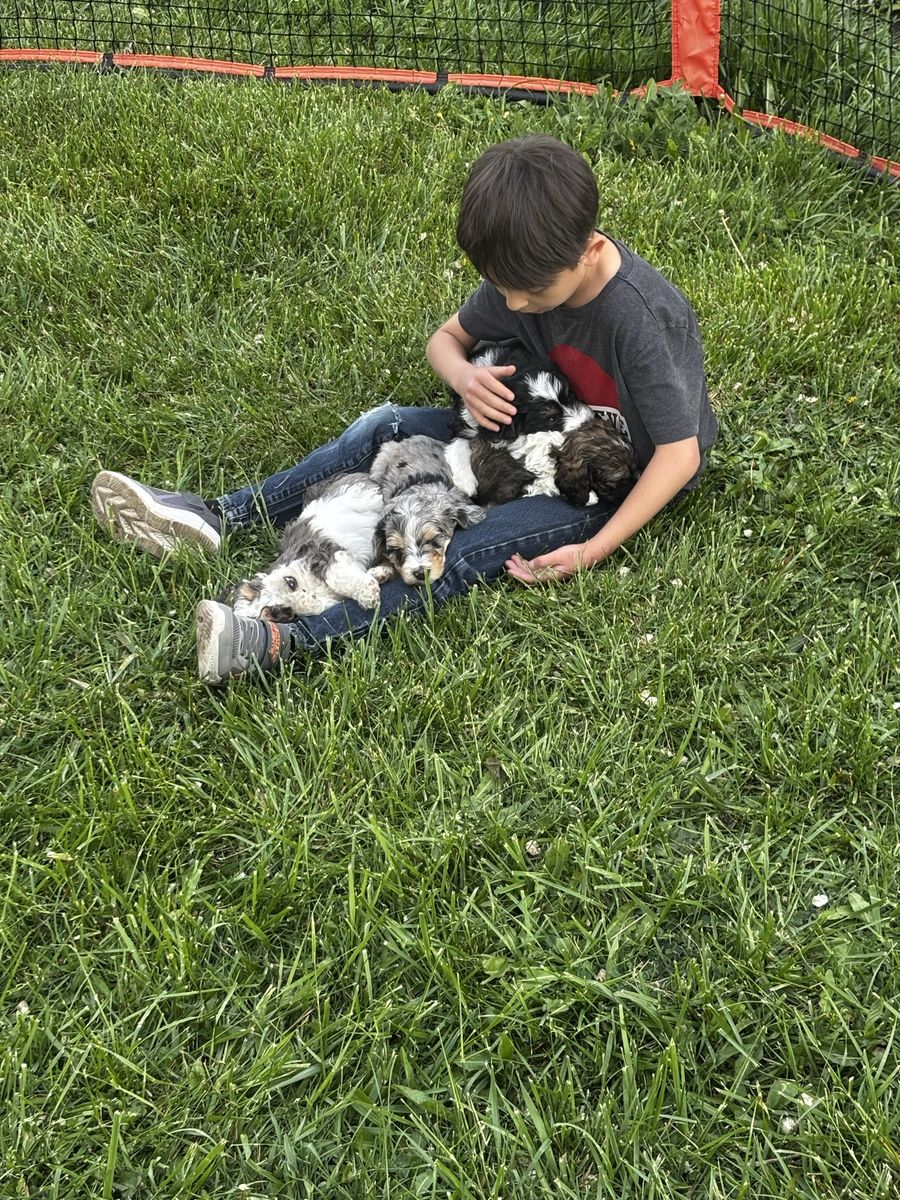 Bernedoodle Puppies available now