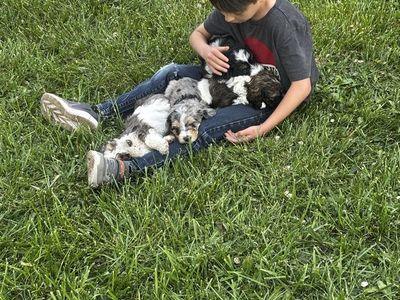Bernedoodle Puppies available now