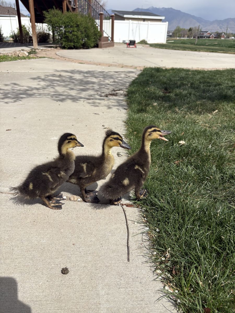 Rouen Ducks For Sale