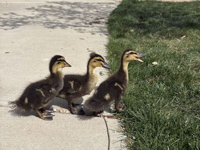 Rouen Ducks For Sale