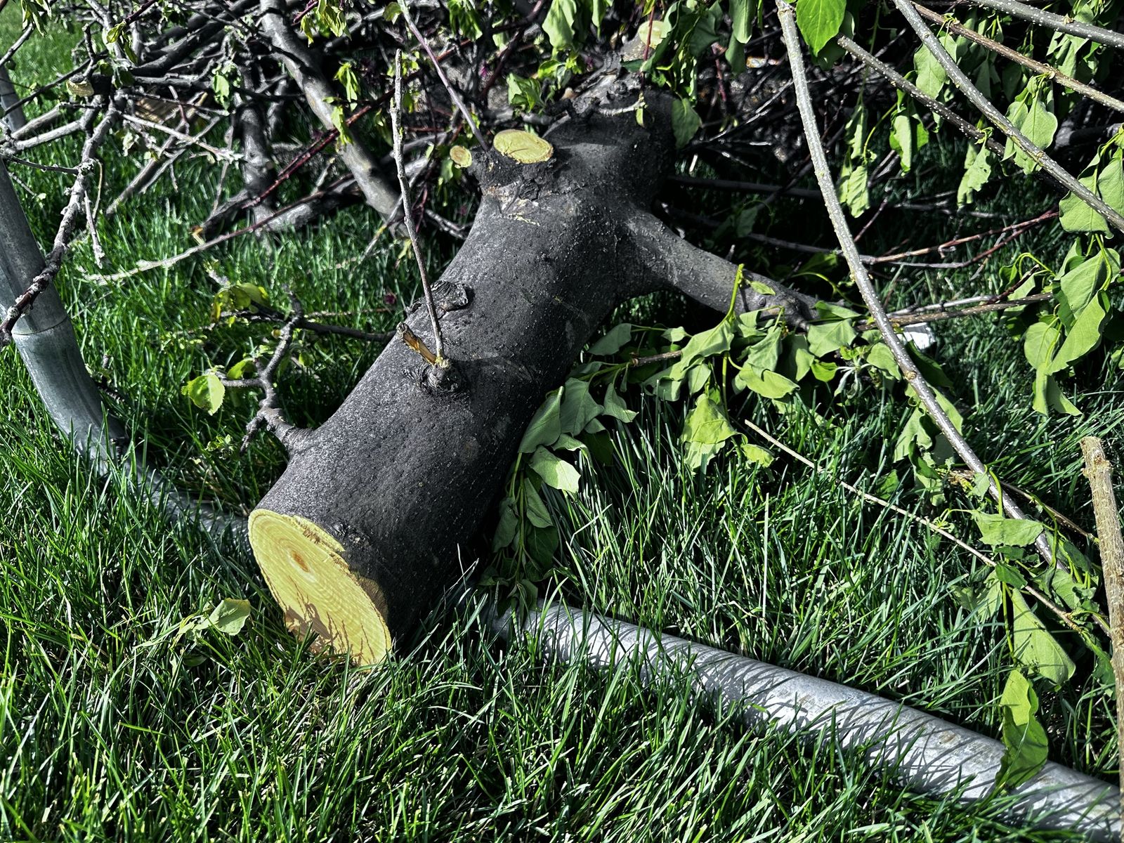 Apple and Peach Wood