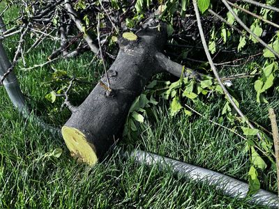 Apple and Peach Wood