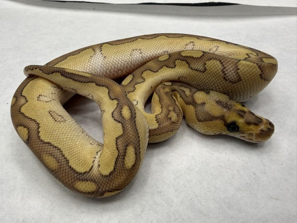 Special Pastel Clown