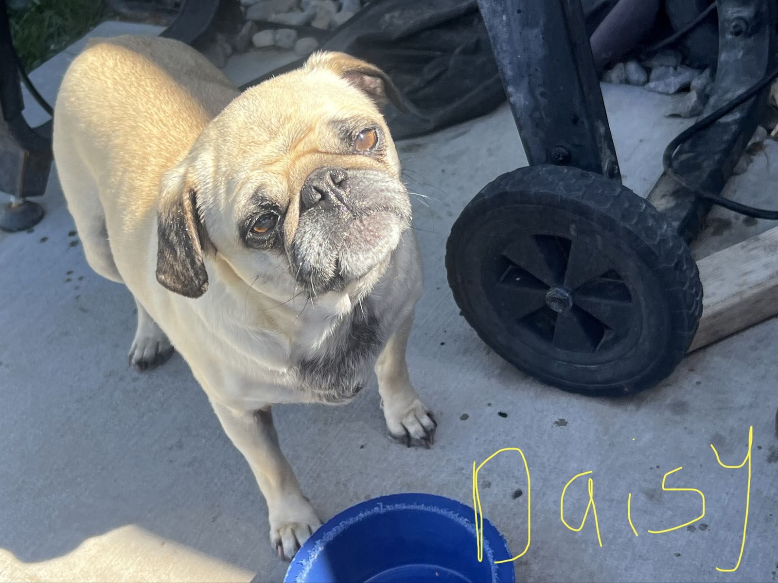 Pug Dog - Daisy Needs Rehoming