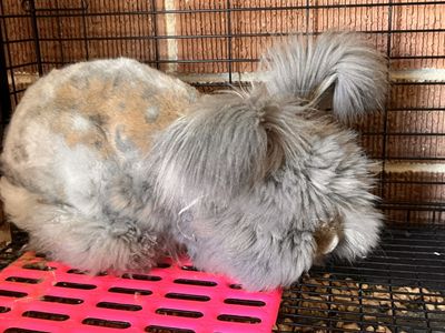 Sweet & docile Pedigreed English Angora buck