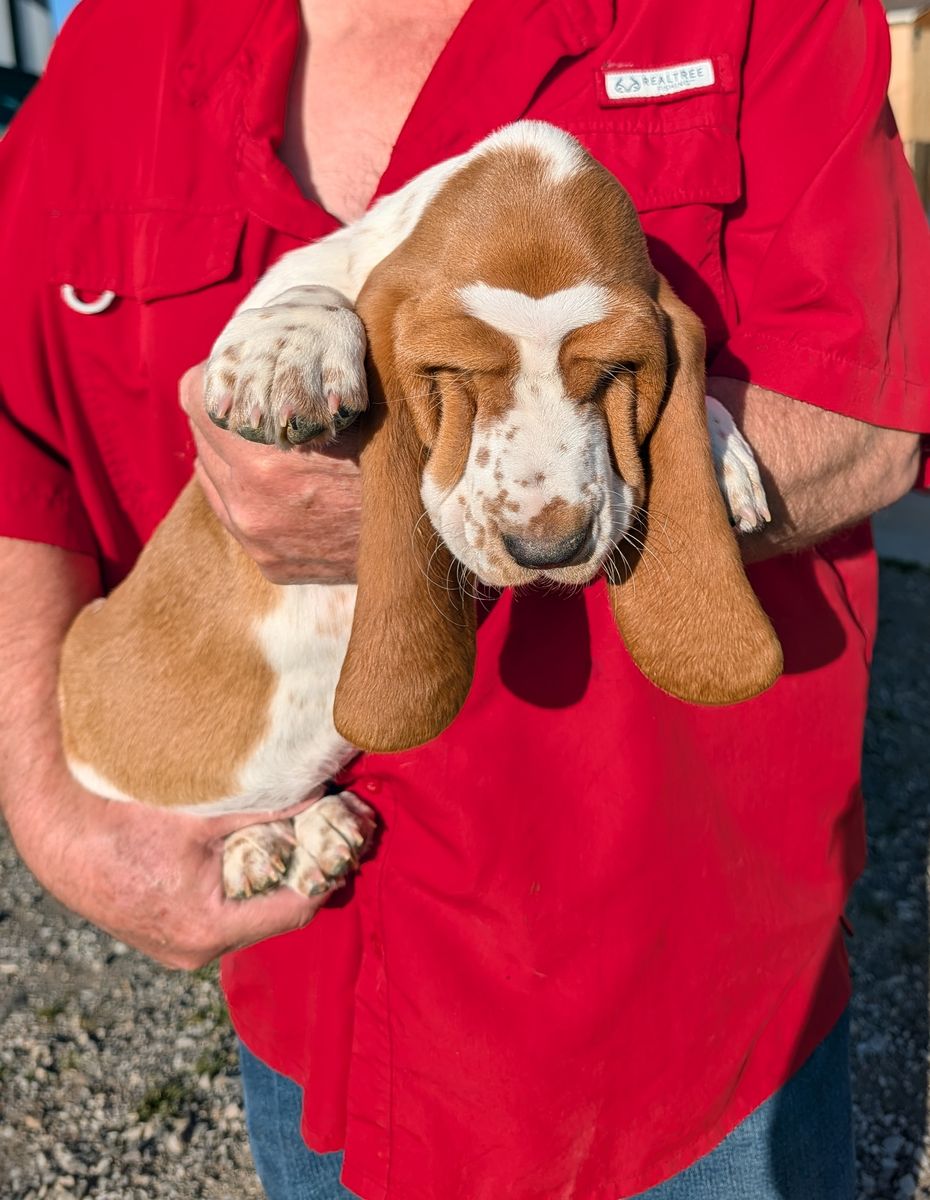Euro Basset hound puppies