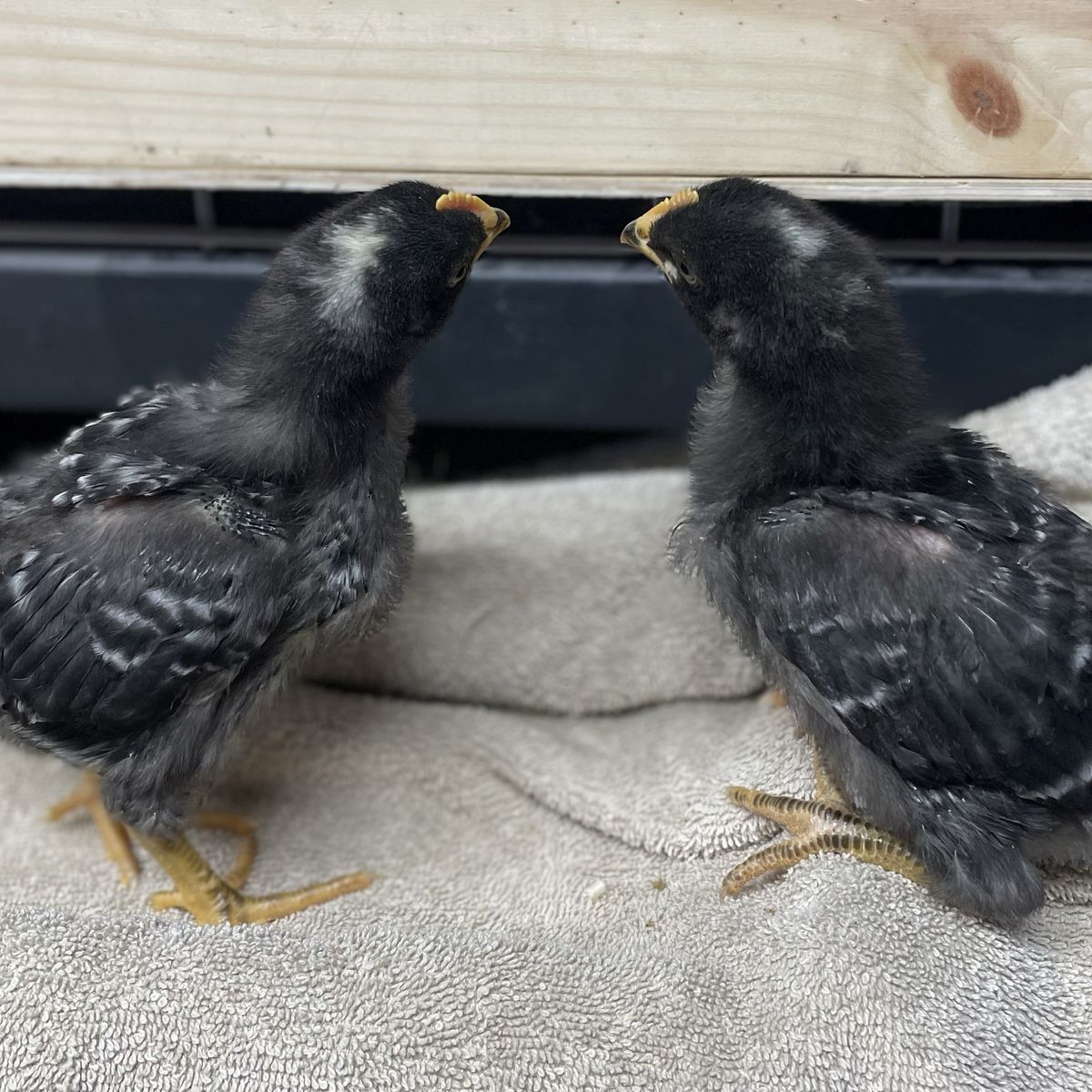 2 Week Old Fast Growing Meat Birds