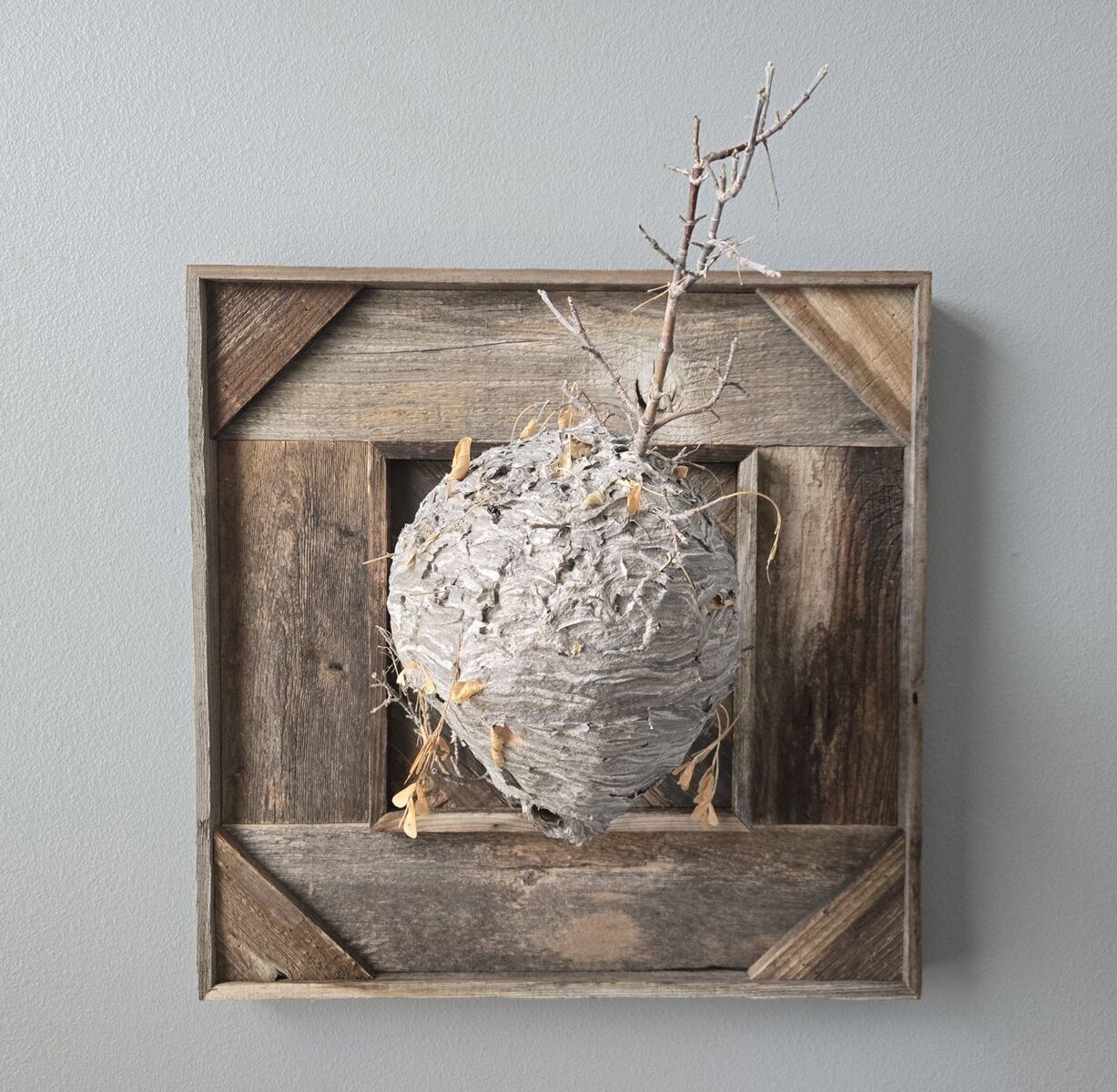 Hornet Paper Nest Wall Art