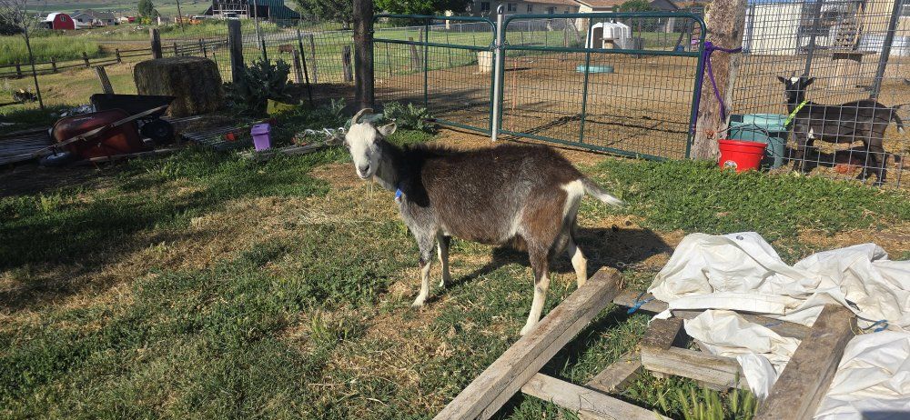 Alpine Milk Goat