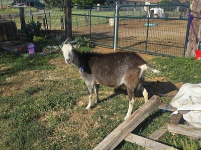 Alpine Milk Goat
